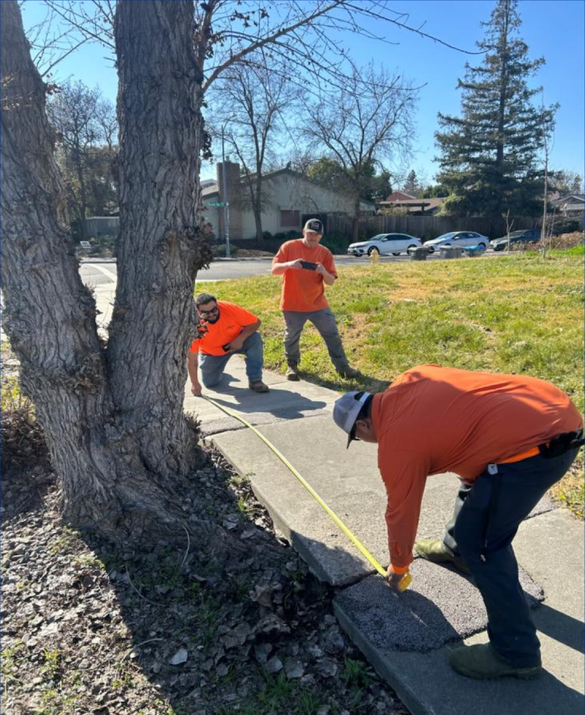 photo of Davis city crew measuring for sidewalk repair